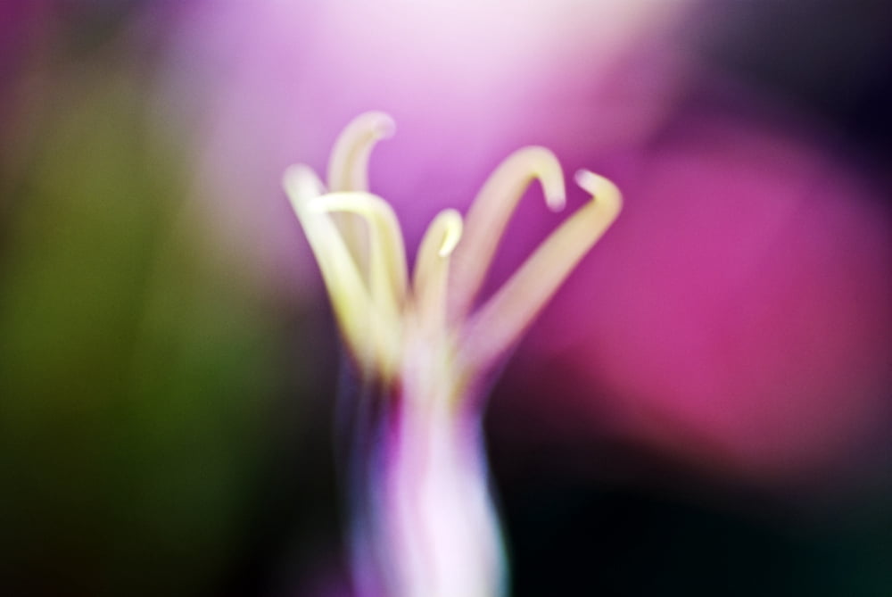 Nigella Miss Jekyll Alba Macro Close-Up Of Pistil Canvas Art - Ray Laskowitz Design Pics (17 x 11)