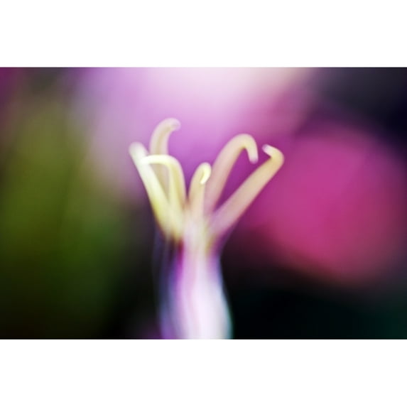 Nigella Miss Jekyll Alba, Macro Close-Up Of Pistil. Poster Print (34 x 22)