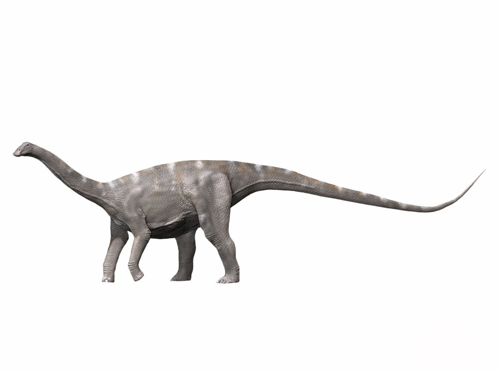 Nigersaurus taqueti Early Cretaceous of Niger Canvas Art - Nobumichi TamuraStocktrek Images (33 x 25)