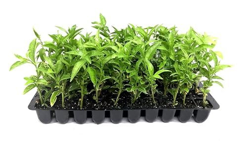Night Blooming Jasmine - 3 Live Plants - Jessamine Cestrum Nocturnum - Fragrant Blooming Vine