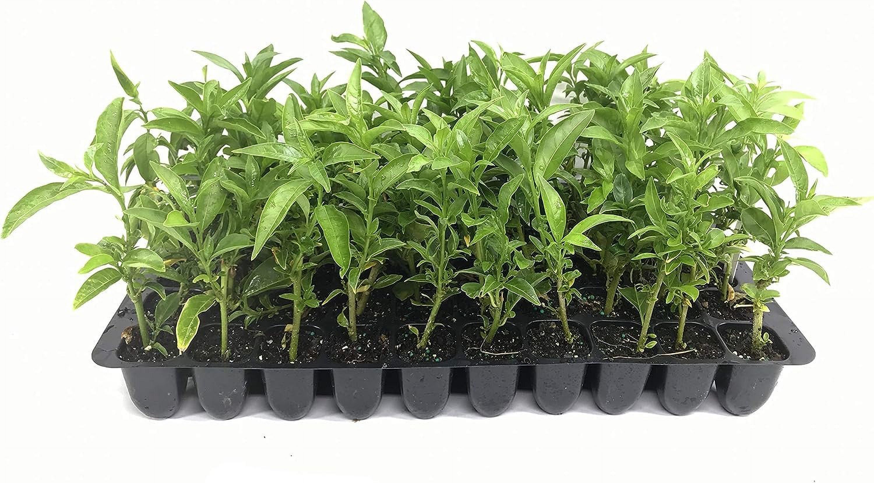 Live Night Blooming Jasmine Plant (Cestrum Nocturnum) - Intensely Fragrant Starter Plant