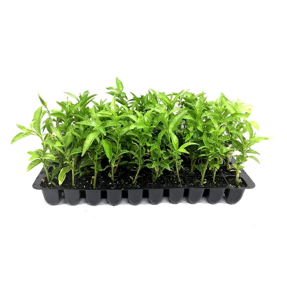 Night Blooming Jasmine - 30 Live Plants - Jessamine Cestrum Nocturnum - Fragrant Blooming Vine