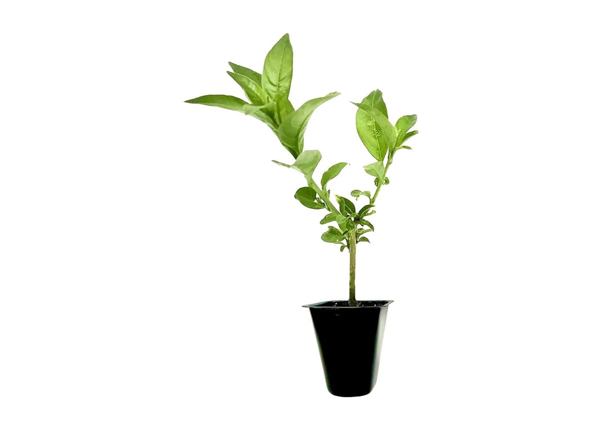 Night Blooming Jasmine Plant (cestrum Nocturnum) - Fragrant