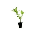 thumbnail image 1 of Night Blooming Jasmine I 20 Live Plants I Cestrum Nocturnum  Fragrant White Flowers for Evening Garden Bliss, Perfect for Container Gardening, Easy to Grow, 1 of 8