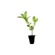 Night Blooming Jasmine I 20 Live Plants I Cestrum Nocturnum Fragrant White Flowers for Evening Garden Bliss, Perfect for Container Gardening, Easy to Grow