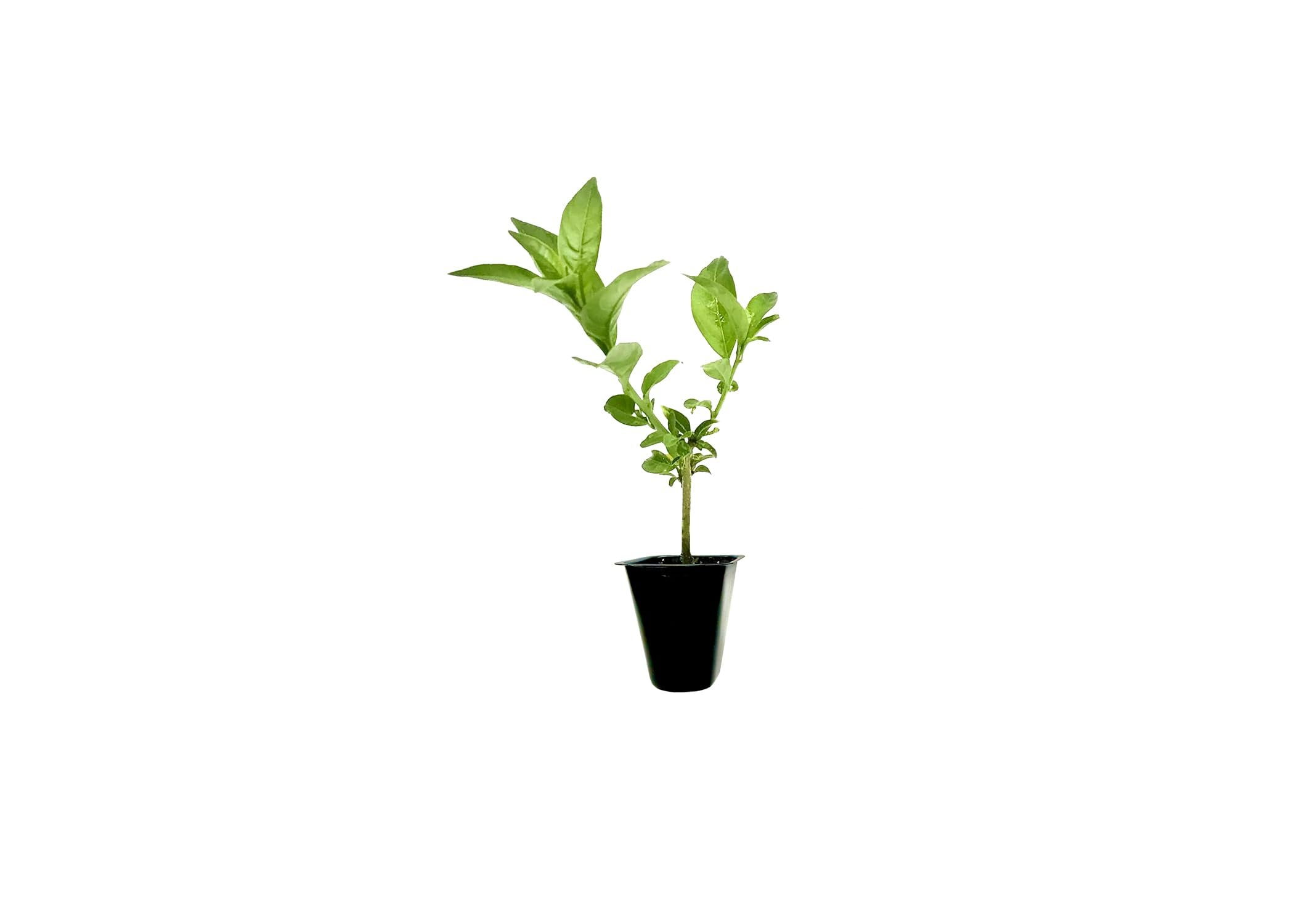 Night Blooming Jasmine I 3 Live Plants I Cestrum Nocturnum  Fragrant White Flowers for Evening Garden Bliss, Perfect for Container Gardening, Easy to Grow