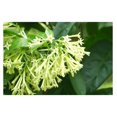 Night Blooming Jasmine Live Plants, 2 Jasmine Plant Live, 3 to 6 Inch