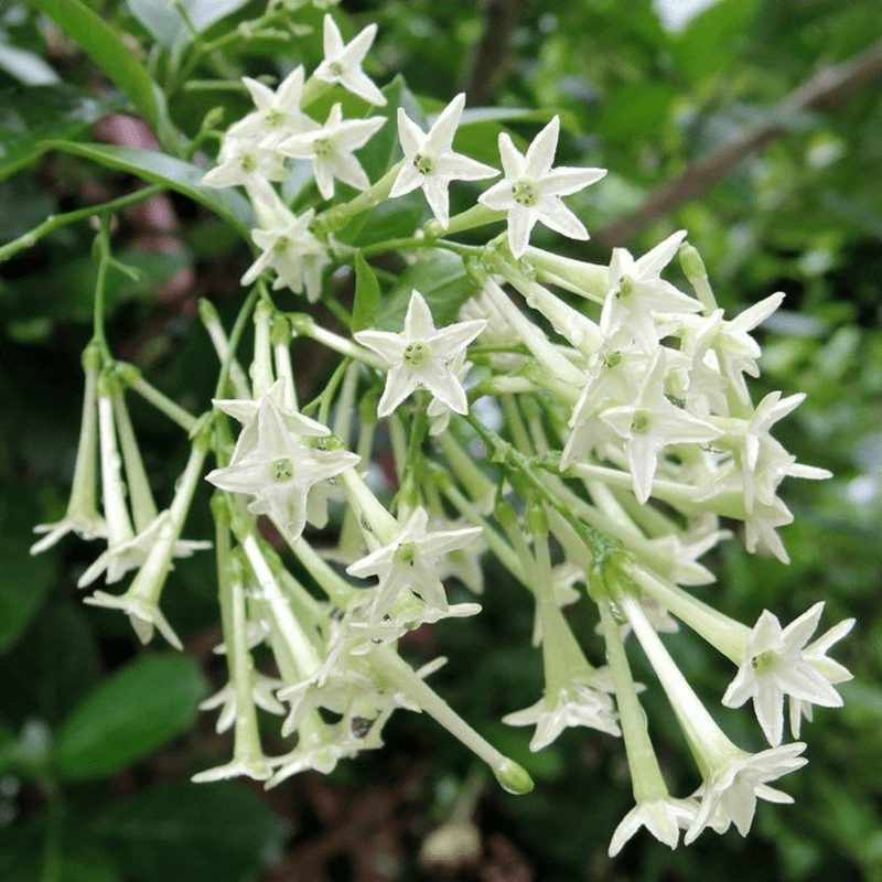 Night Blooming Jasmine Plant Live, Climbing Jasmine Flower Plant, White and Fragrant Flowers for Indoor Outdoor Gardening, 4 to 7 Inches Tall