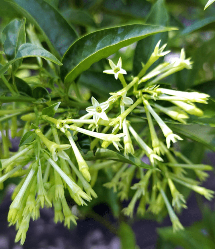 Night Blooming Jasmine Plant Live, Night Scented Flowering Plant 4-6 Inch Tall, White Jasmines Flowers Shurb, Grow Indoor or Outdoor