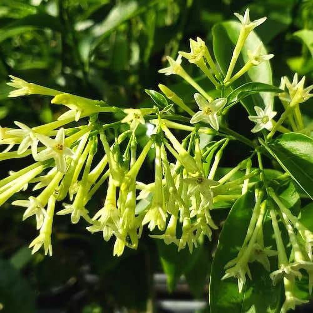 Night Blooming Jasmine Plant Live for Growing Indoor, 6 Inc to 8 Inc