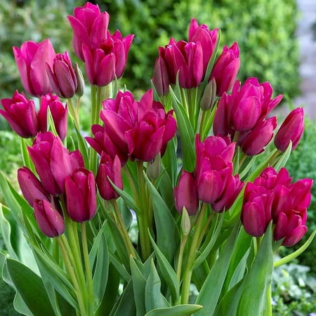 Night Club Multi Flowering Bouquet Tulips 8 Bulbs - 12/+ cm Bulbs - Fuschia Pink