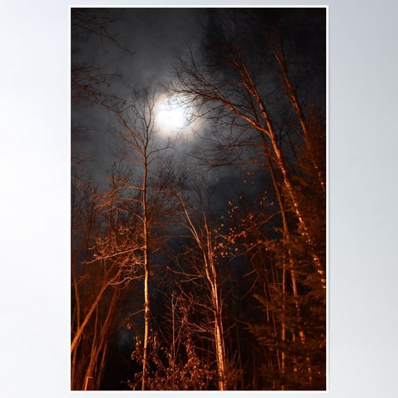 Night In The Forest Poster Wall Art, Modern Wall Decor, 8x12 UNFRAMED