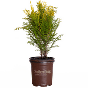 Night Light Chamaecyparis 'False-Cypress' (2.5 Quart) Evergreen Shrub with Bright Yellow Foliage - Full Sun to Part Shade Live Outdoor Plant - Southern Living Plants