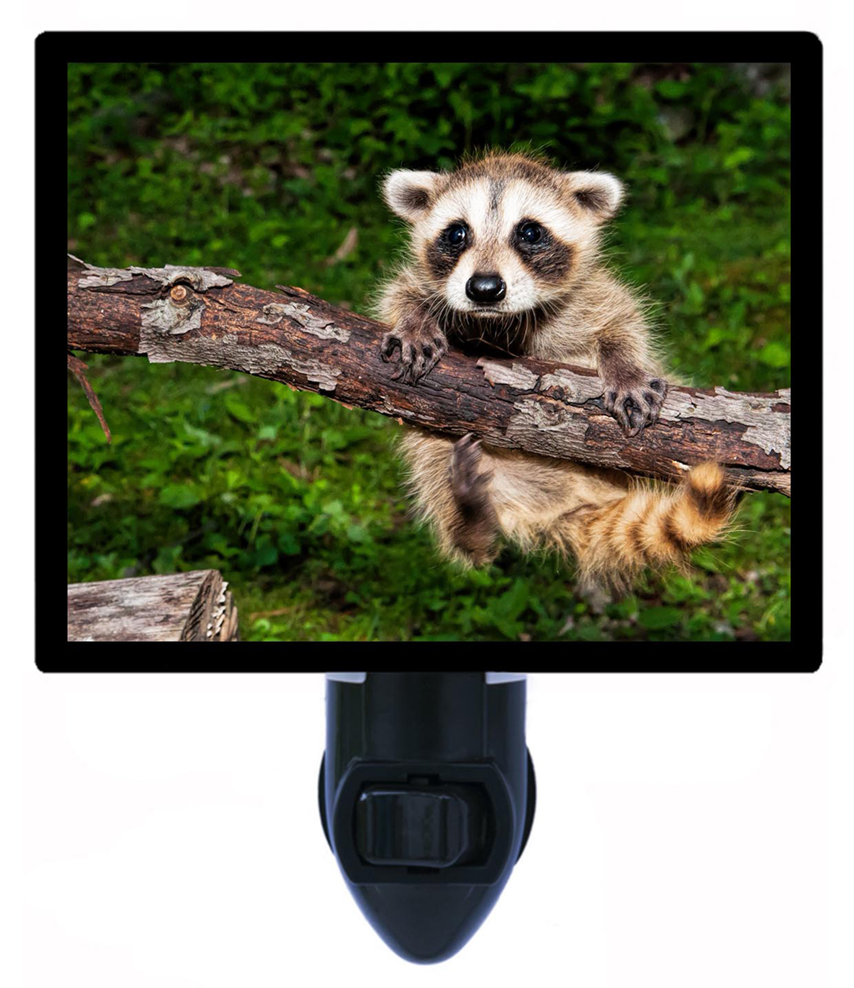 Night Light - Night Light Plus Extra Free Switchable Insert. 4 Watt Bulb, E12 Base. Baby Raccoon.