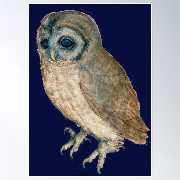 Night Owl ,Antique Animal Drawings Poster Wall Art, Modern Wall Decor, 16x24 UNFRAMED