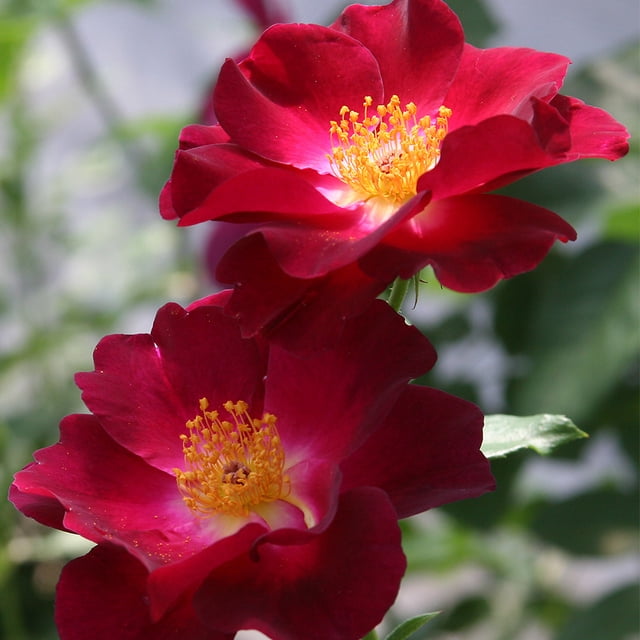 Owl Grove Roses Night Owl™ Climbing Rose by Heirloom Roses - Live Climbing Roses ...