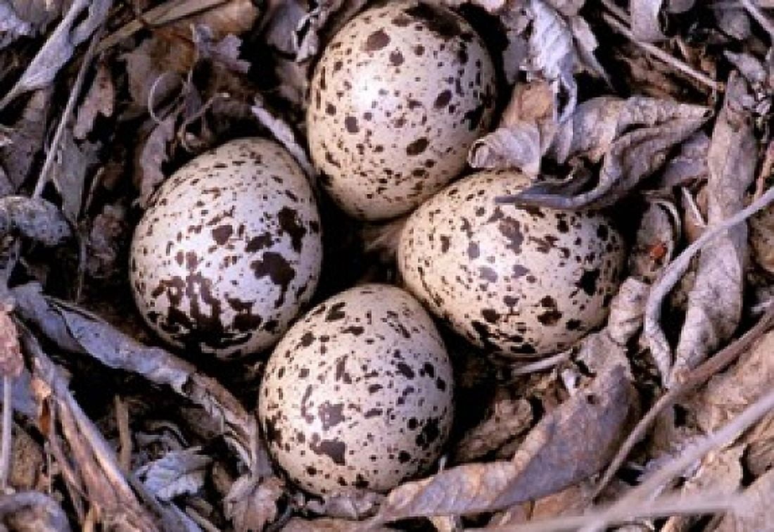 Nightjar Nest and Eggs Thaku River British Columbia Canada Canvas Art - Gavriel Jecan DanitaDelimont (25 x 18)
