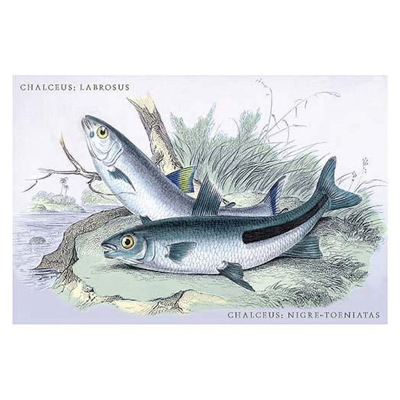 Nigre-Toeniatas and Chalceus-Fine Art Canvas Print (20" x 30")