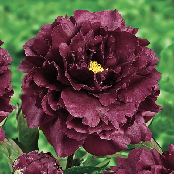 Nigtlife Peony Dormant Bare Root Perennial Plant, 1-Pack