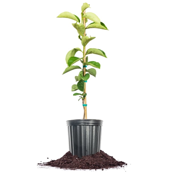 Nikitas Gift Persimmon Tree