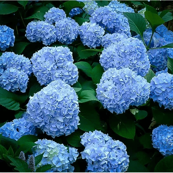 Nikko Blue Hydrangea Live for Planting, Hydrangea Macrophylla Plant Vibrant Bloom Color Live Plants Outdoor Garden 6 to 12 Inch Tall in 4 Inch Pot