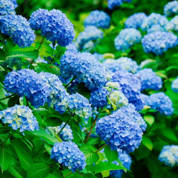 Nikko Blue Hydrangea Plant, 4-7 Inch Height, Vibrant Blue Blooms, Ideal for Garden and Landscape Decor