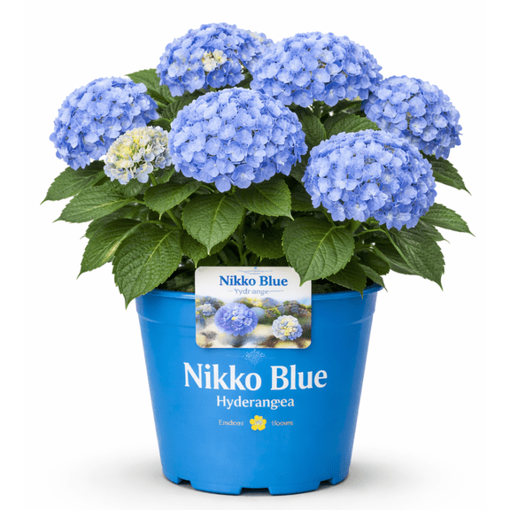 Nikko Blue Hydrangea Plant Large Blooming Shrub with Blue and Lavender Flowers