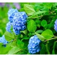 thumbnail image 1 of Nikko Blue Hydrangea Plant – Large Blooming Shrub with Blue and Lavender Flowers, 1 of 6