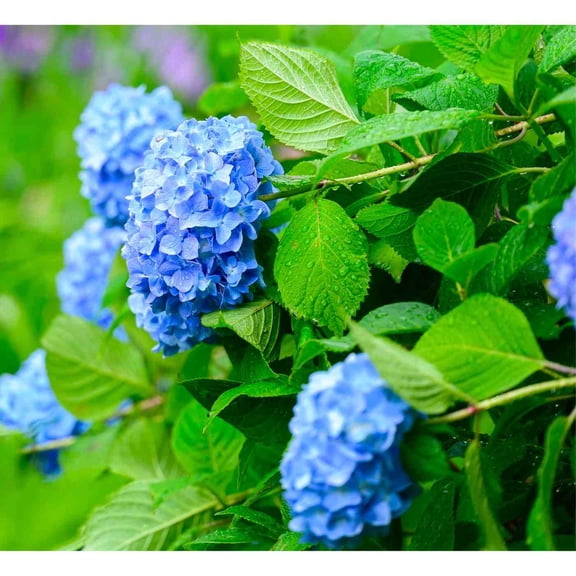 Nikko Blue Hydrangea Plant  Large Blooming Shrub with Blue and Lavender Flowers