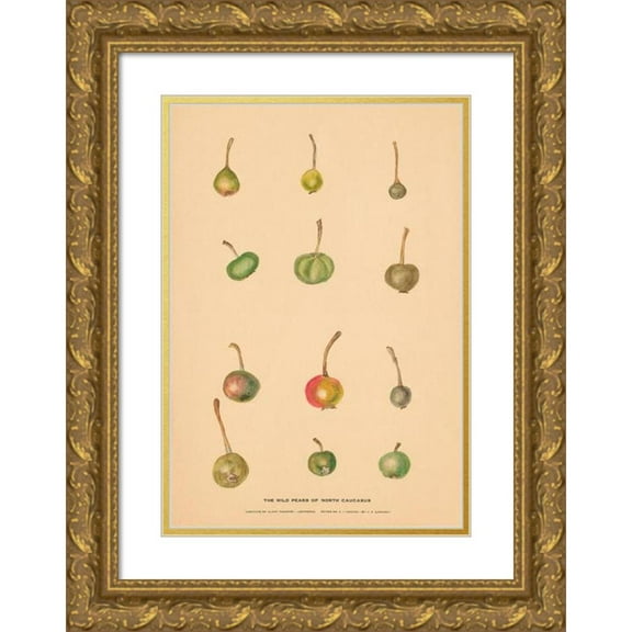 Nikolai Ivanovich Vavilov 17x24 Gold Ornate Framed and Double Matted Museum Art Print Titled - The Wild Pears of North Caucasus 2