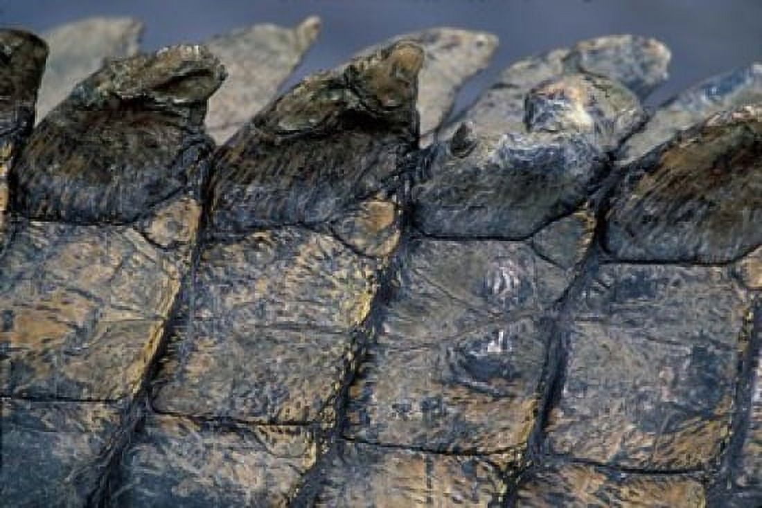Nile Crocodile Masai Mara Game Reserve Kenya Canvas Art - Paul Souders DanitaDelimont (18 x 12)