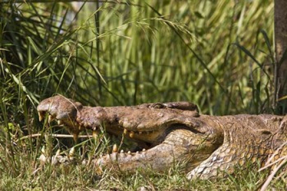 Nile Crocodile river Victoria Nile Murchison Falls National Park Uganda Africa Canvas Art - Martin Zwick DanitaDelimont (38 x 25)