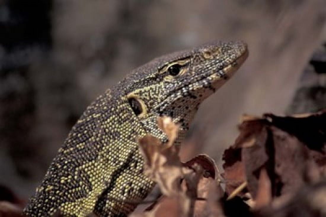 Nile Monitor Lizard Gombe National Park Tanzania Canvas Art - Kristin Mosher DanitaDelimont (35 x 24)