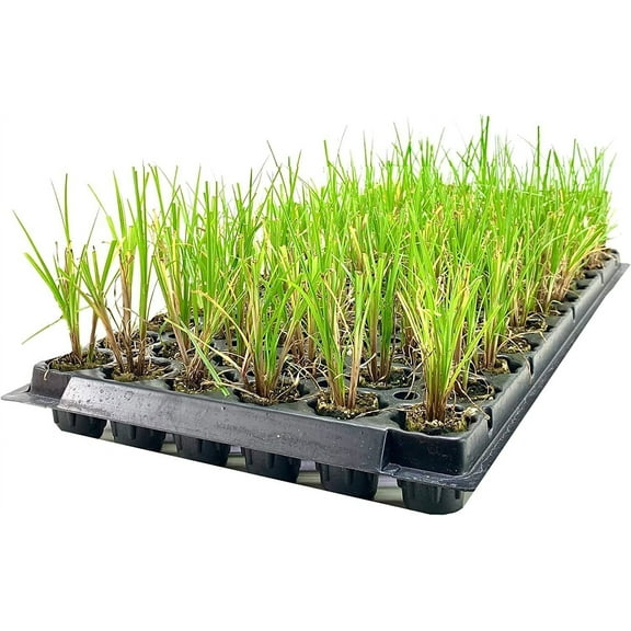 Nile Queen Papyrus 3 Live Plants Cyperus Shade & Wet Tolerant Aquatic Foliage