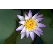 Nile: Water Lily. /Npurple Water Lily Along The Nile River In Egypt. Photographed C1970. Poster Print by  (18 x 24)