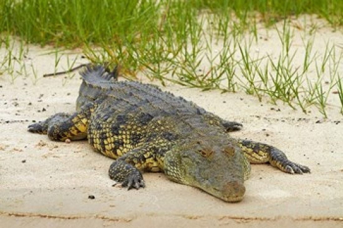 Nile crocodile Chobe River Chobe NP Kasane Botswana Africa Canvas Art - David Wall DanitaDelimont (24 x 15)