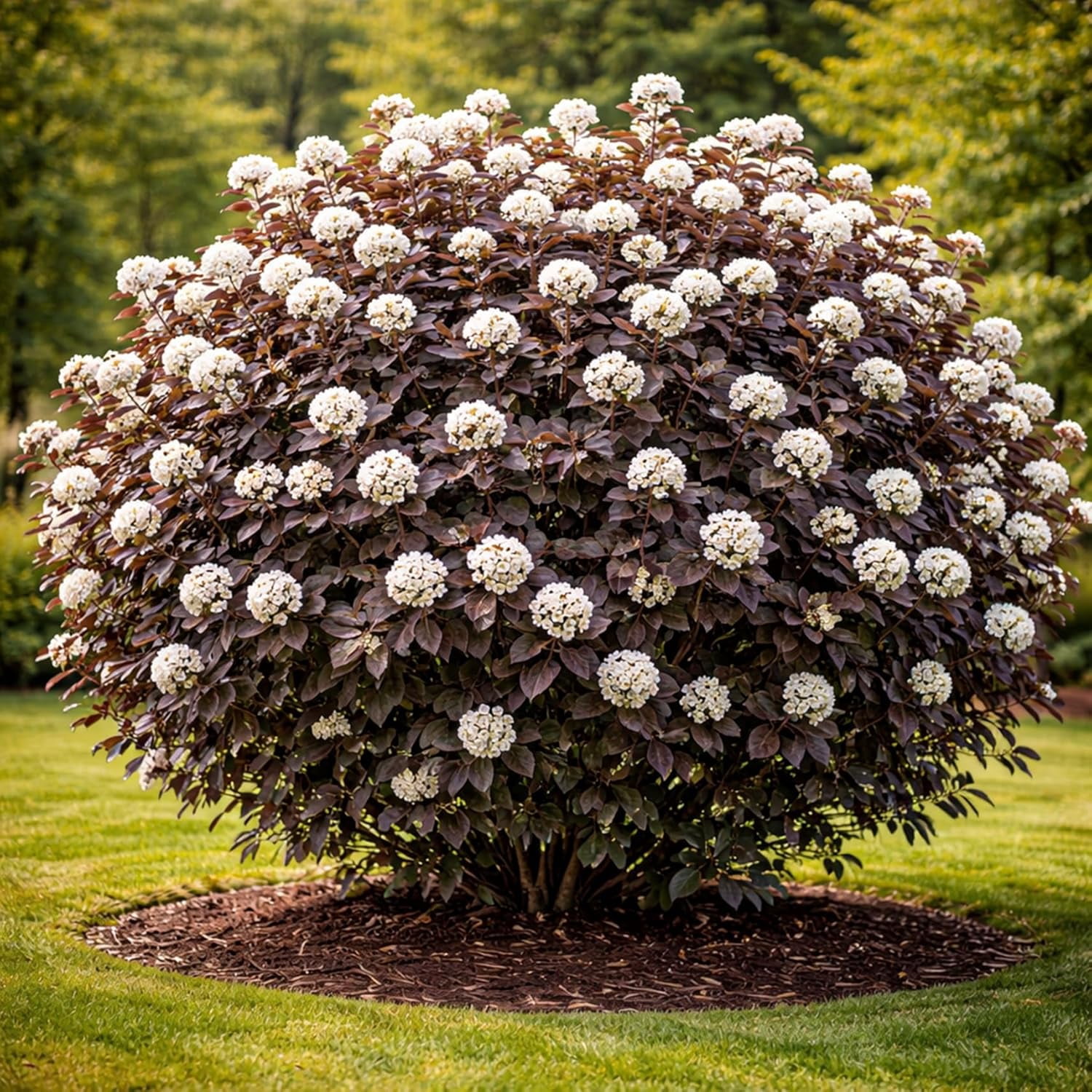 Sapling Bush Ninebark Live Plants for Growing (Physocarpus opulifolius) – Hardy ...