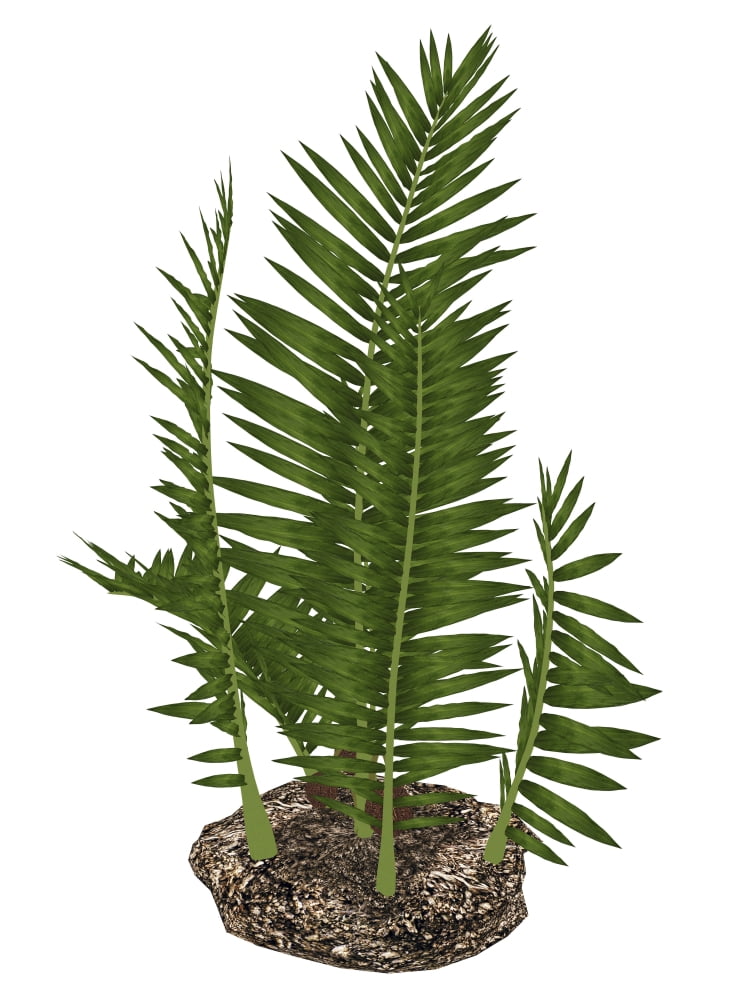 Nipa burtinii prehistoric plant Canvas Art - Elena DuvernayStocktrek Images (24 x 32)