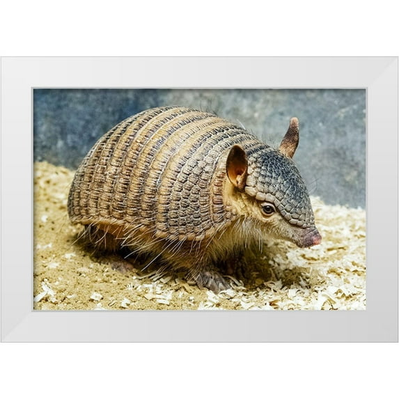 Nishimura, Clyde E. 14x11 White Modern Wood Framed Museum Art Print Titled - Screaming Hairy Armadillo