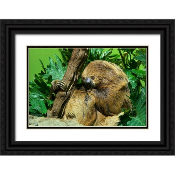 Nishimura, Clyde E. 32x23 Black Ornate Wood Framed with Double Matting Museum Art Print Titled - Linnes Two-toed Sloth