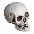 thumbnail image 1 of Nmdmisc Halloween Skeletons Plastic Realistic Fake Simulation Human Skull HeadBone Model Halloween Prop Realistic Mini Skeleton Spooky Halloween Decoration, 1 of 5