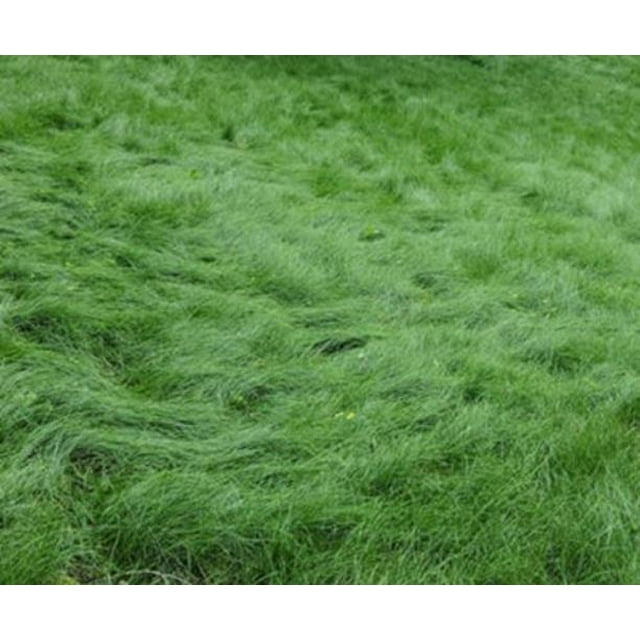 No Mow Lawn Grass Seed, Dwarf Fine Fescue Mix, Low Maintenance Lawn