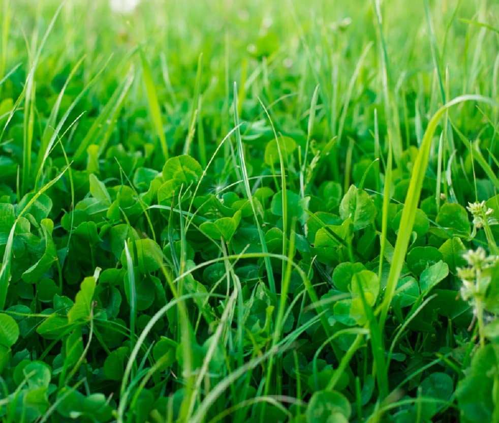 NoTill Garden Farm and Garden Cover Crop Mix Seeds Blend of