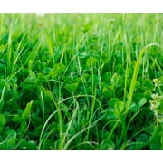 No-Till Garden & Farm Cover Crop Seed Mix   5 lb Bag | Hairy Vetch, Daikon Radish, Forage Collards & Triticale
