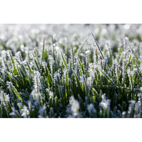 No-Till Winter Rye Seeds - 5 Lbs - Non-GMO Rye Grain Cover Crop Seeds