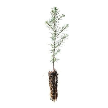 Noble Fir | Small Tree Seedling | The Jonsteen Company