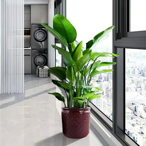 Noble House Modern Angela Ceramic Flowerpot Set, Glossy Finish with Drainage Hole Set of 3, Bean Paste Red