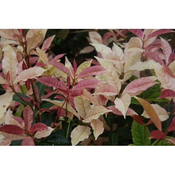 Noble Lady Fragrant Tea Olive ( Qiannan Guifei ) - Live Plant ( 1 QT )