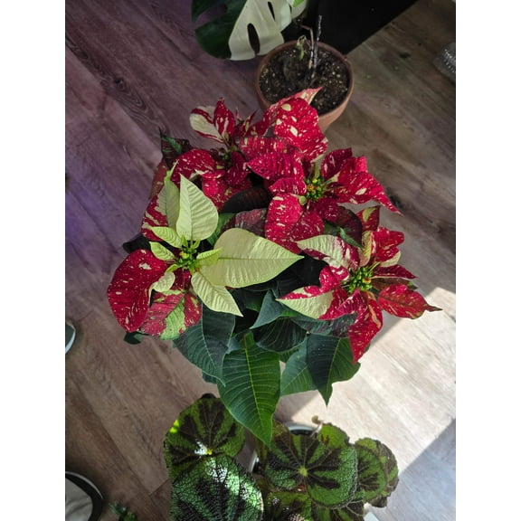 Noche buena Poinsettia Red Glitter, Christmas gifts, 6 inch pot- Get Similar