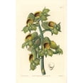 thumbnail image 1 of Nodding Catasetum Orchid, Catasetum Cernuum Poster Print By ® Florilegius Mary Evans (24 X 36), 1 of 3